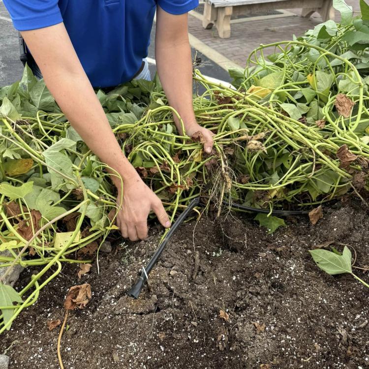  sweet potatoes in dirt